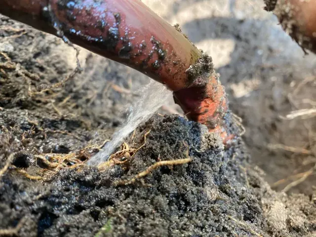 Water spraying from a leaking underground pipe surrounded by soil and tree roots